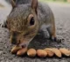 Squirrel Puns That Are Nuts in the Best Way You Could Imagine