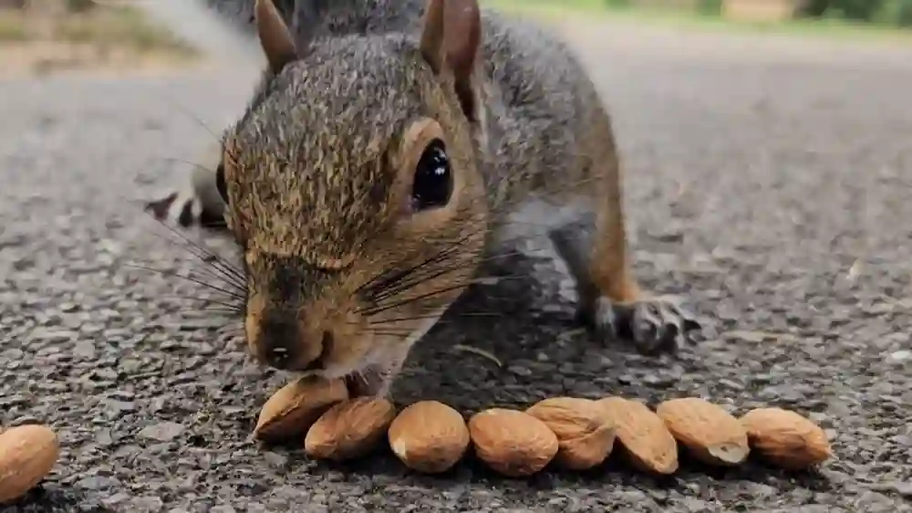 Squirrel Puns That Are Nuts in the Best Way You Could Imagine